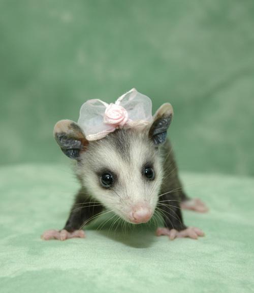 The cutest Possum you'll ever see.